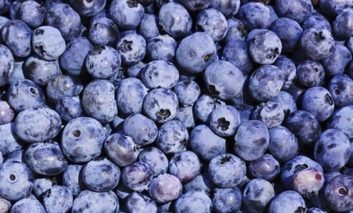 Grow Your Own Blueberries