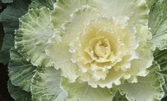 Grow Your Own Brassicas and Cabbages