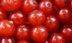 Grow Your Own Currants