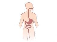 Digestive System Physiology