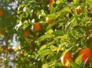 Grow Your Own Fruit Trees