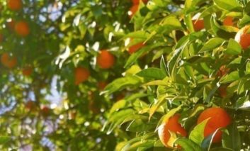 Grow Your Own Fruit Trees