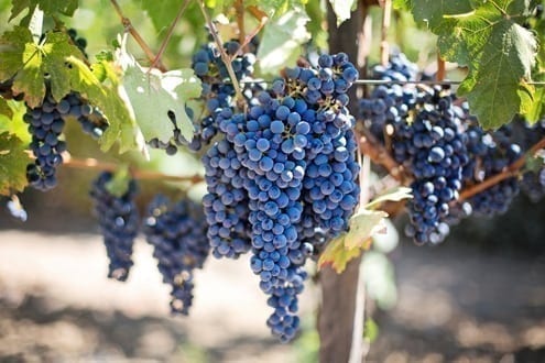 Grow Your Own Grapevines