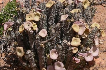 Diet and Hoodia