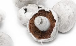 Edible Fungi
